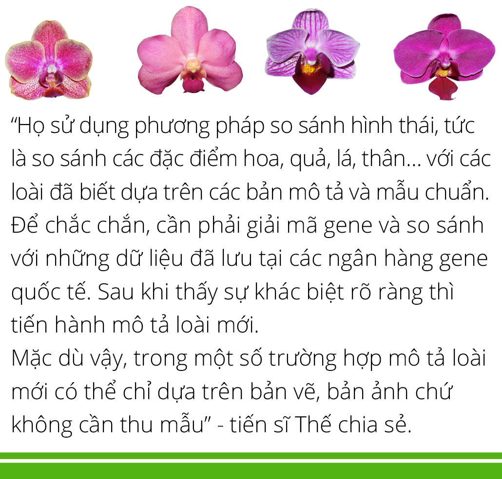 Hậu trường phát hiện, ghi danh loài thực vật mới - Ảnh 6.