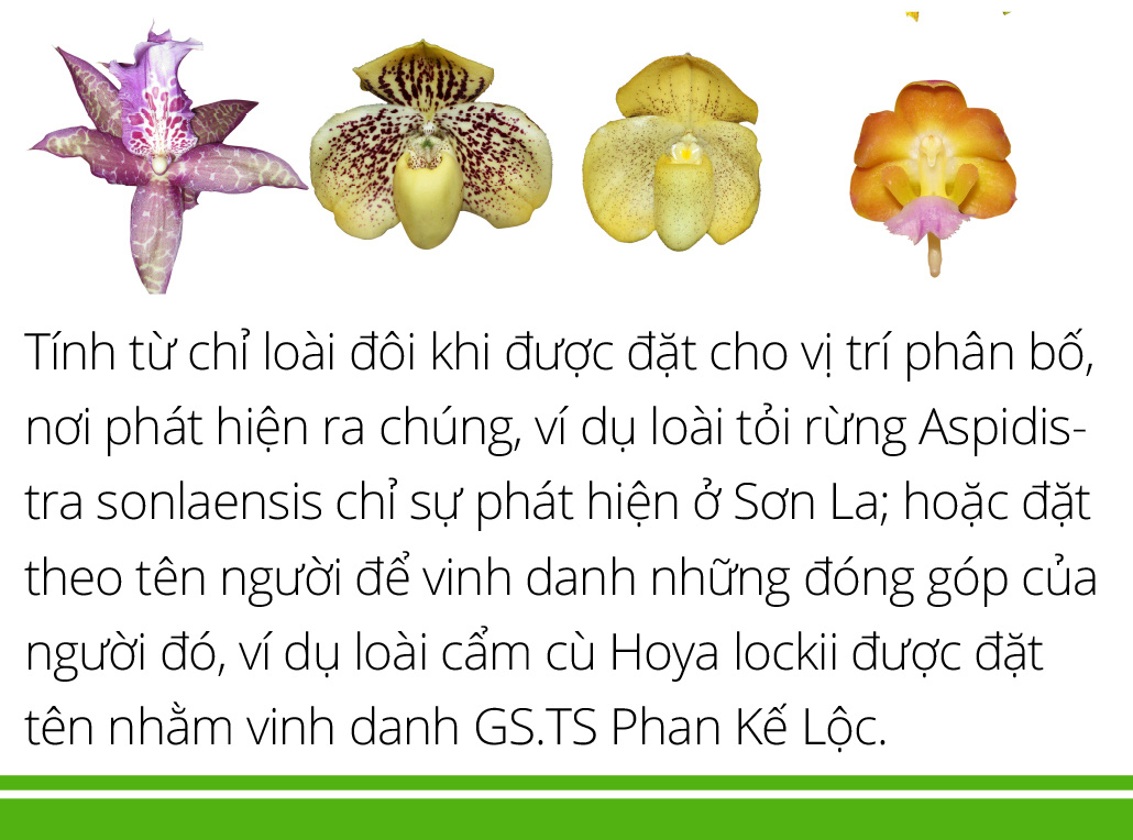 Hậu trường phát hiện, ghi danh loài thực vật mới - Ảnh 9.