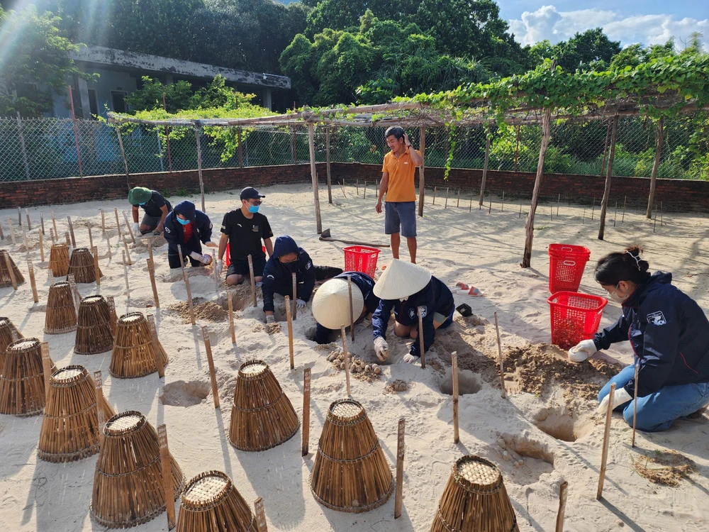 Tình nguyện viên đang dọn vệ sinh các hố ấp từ những đợt trước, loại bỏ trứng rùa ung ở các hố ấp. Ảnh: TT