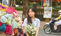 Những bó cúc hoạ mi 'sống sót' sau mưa lũ khoe sắc giữa phố phường Thủ đô