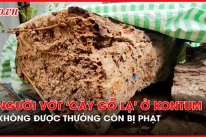 Vì sao người trục vớt 'cây gỗ lạ' ở Kon Tum không được thưởng còn bị phạt?