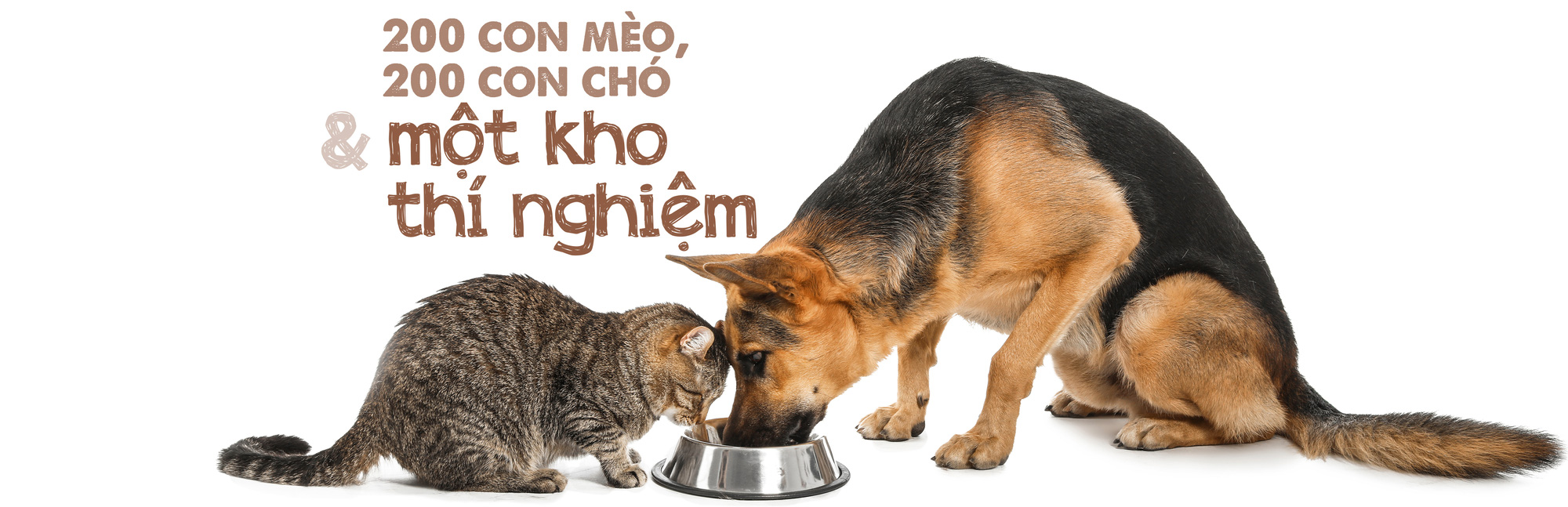 Thức ăn chó mèo: Một thành công khác của ngành tiếp thị - Ảnh 14.