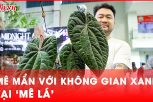 Hội chợ kiểng lá dành cho những người mê lá