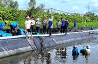 Nông hộ thực hiện mô hình điểm theo công nghệ nuôi tôm không xả thải tại xã Hưng Mỹ, huyện Cái Nước.