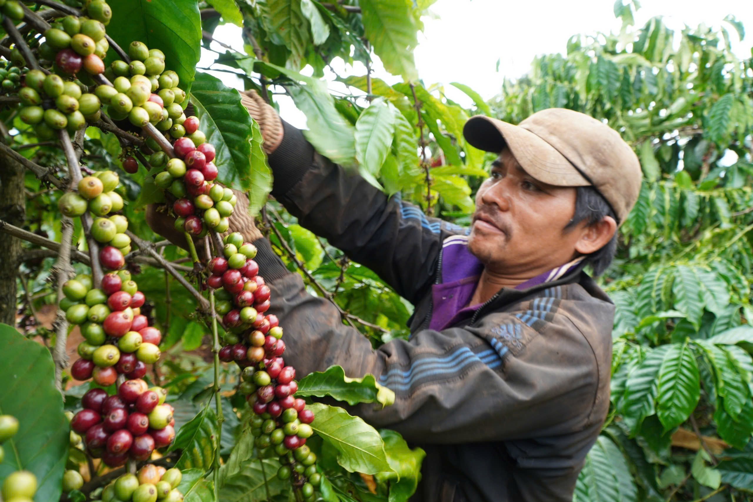 Phó thủ tướng Nguyễn Hòa Bình: Đầu tư trọng tâm cho vùng đồng bào dân tộc- Ảnh 3.