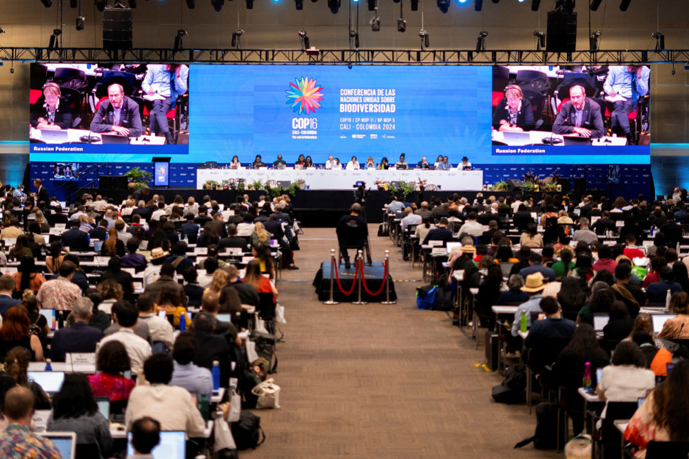 Khung cảnh Hội nghị COP16 tại TP Cali - Colombia hôm 1-11. Ảnh: REUTERS