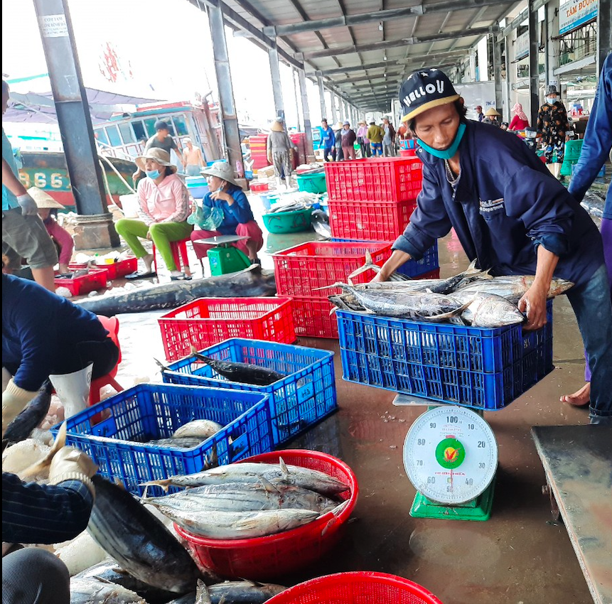 Ngư dân, doanh nghiệp mòn mỏi chờ gỡ quy định đánh bắt cá ngừ dài trên nửa mét- Ảnh 1.