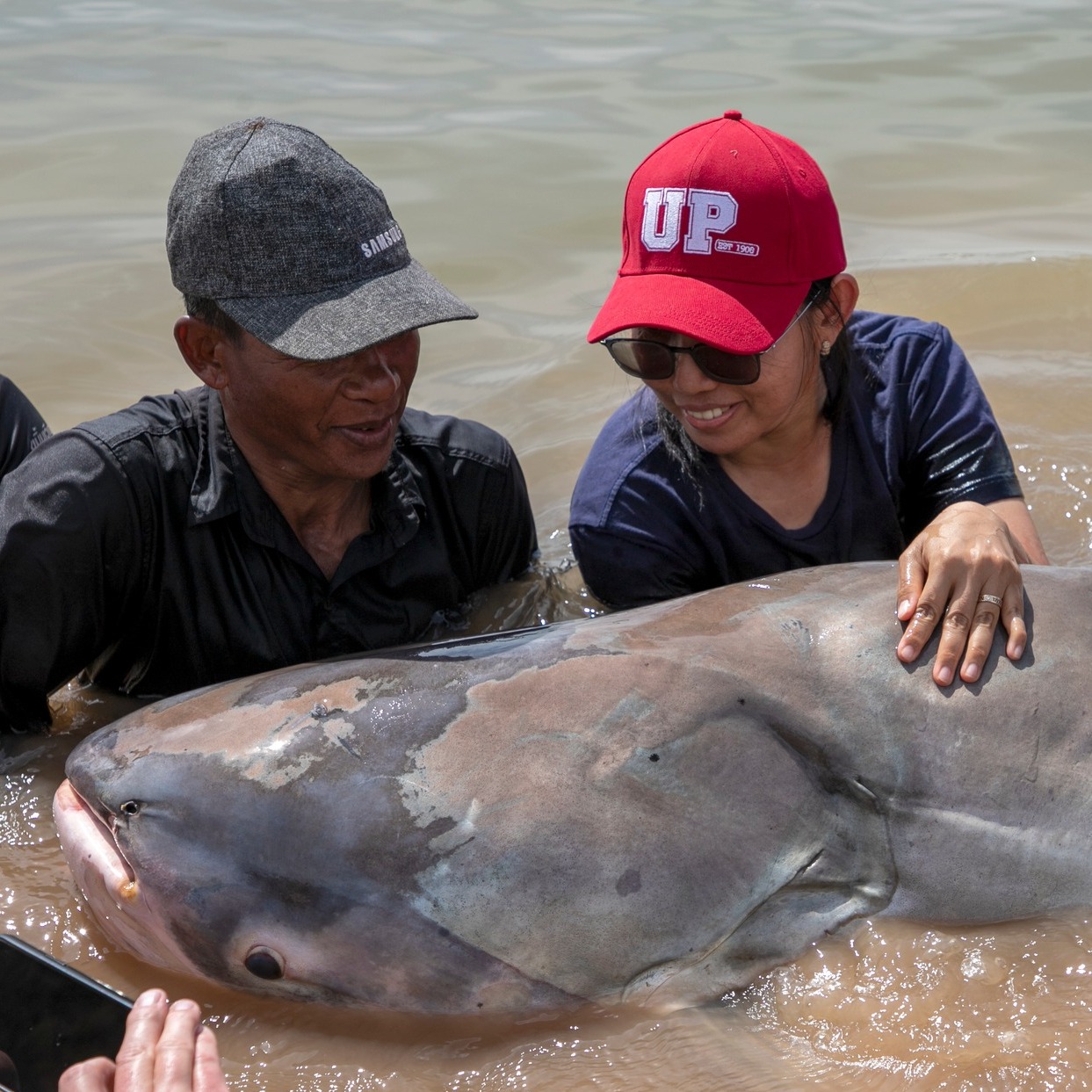 6 con cá tra dầu khổng lồ được thả trở lại sông Mekong - Ảnh 2.