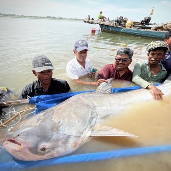 6 con cá tra dầu khổng lồ được thả trở lại sông Mekong - Ảnh 1.