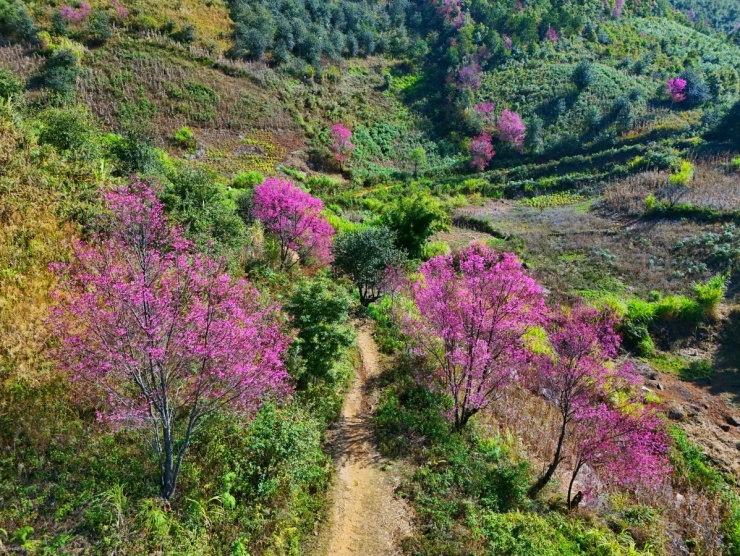 Hoa tớ dày nhuộm hồng Mù Cang Chải - 2