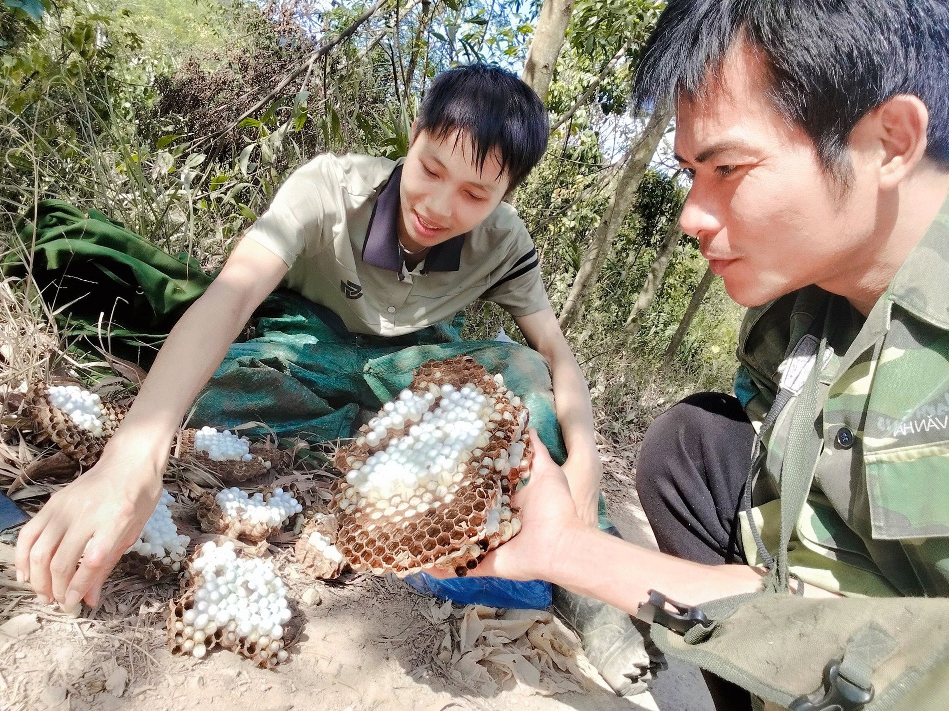 Việc tìm kiếm và thu hoạch nhộng ong đất khá khó khăn nên đặc sản này có giá thành khá cao. Ảnh: Gia Nguyen