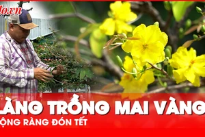 Làng trồng mai vàng tại TP.HCM tất bật lặt lá, chờ hoa nở đúng Tết