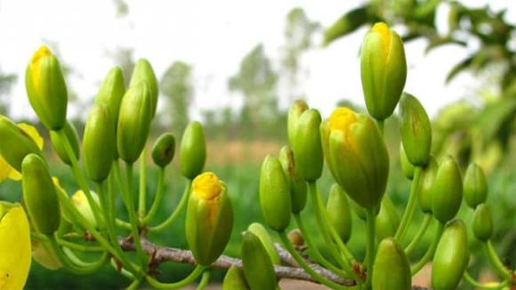 Hoa mai, hoa đào, bài trí hoa mai hoa đào đúng phong thủy