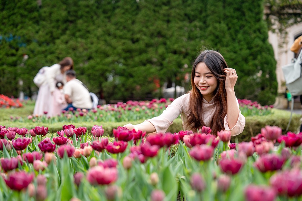 Thưởng ngoạn hàng nghìn bông tulip quý hiếm trên đỉnh Bà Nà dịp Tết Nguyên đán - 2