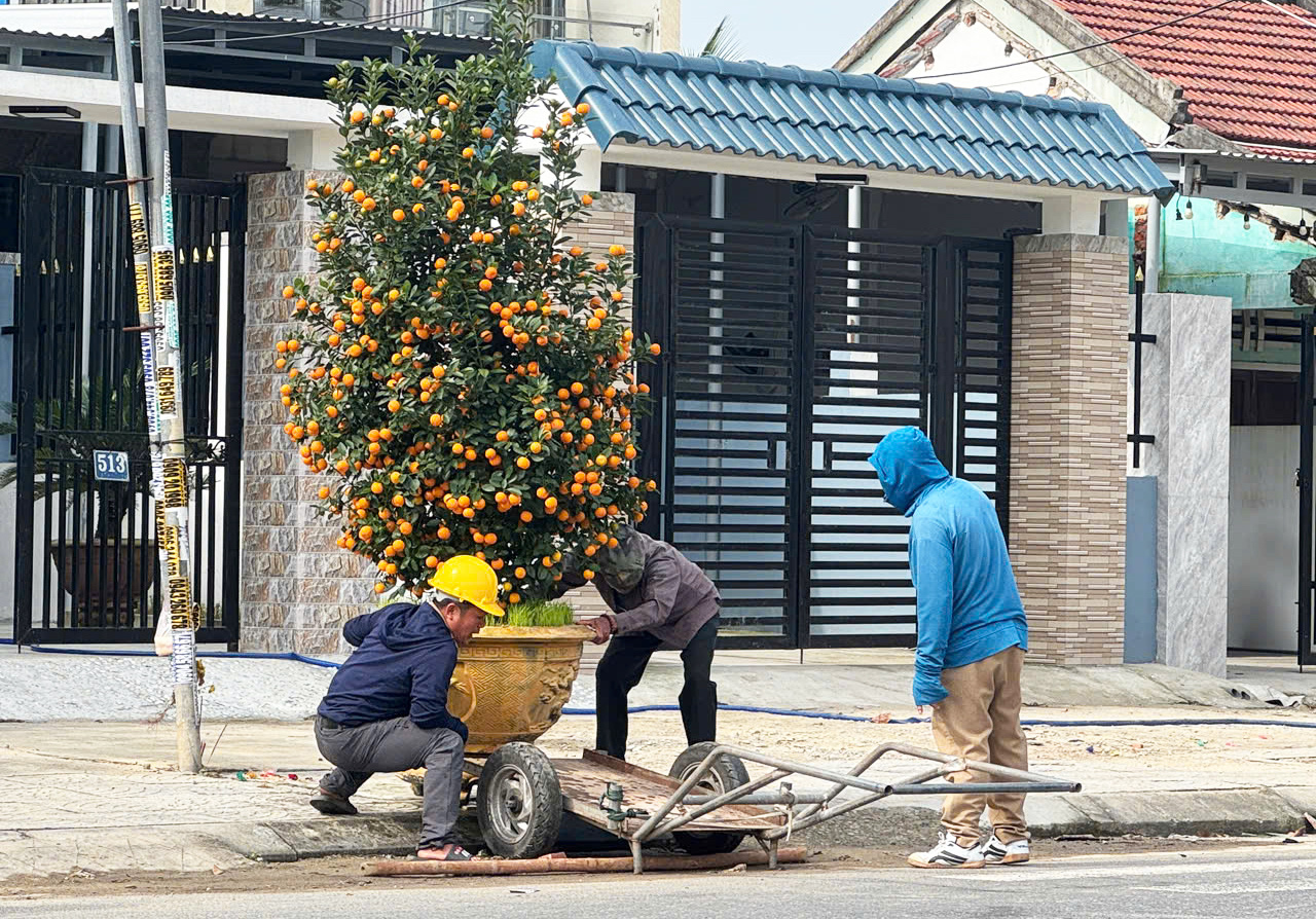 Quất Tết Hội An thắng lớn, nhiều nhà vườn đã bán hết 'sạch sành sanh' - Ảnh 4.