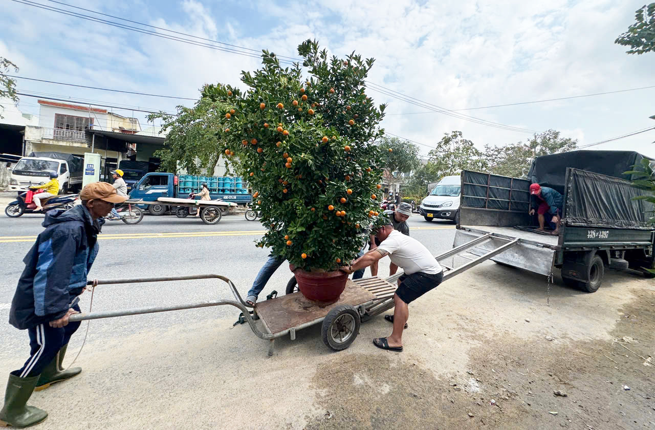 Quất Tết Hội An thắng lớn, nhiều nhà vườn đã bán hết 'sạch sành sanh' - Ảnh 6.