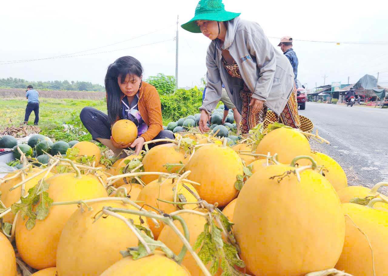 Dưa hấu trúng mùa, trúng giá, nông dân Bạc Liêu phấn khởi đón tết- Ảnh 2.