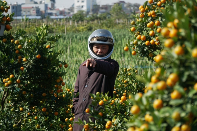 Người dân chọn và đặt cọc quất cảnh Minh Kha để chơi Tết. Ảnh Lê Tân