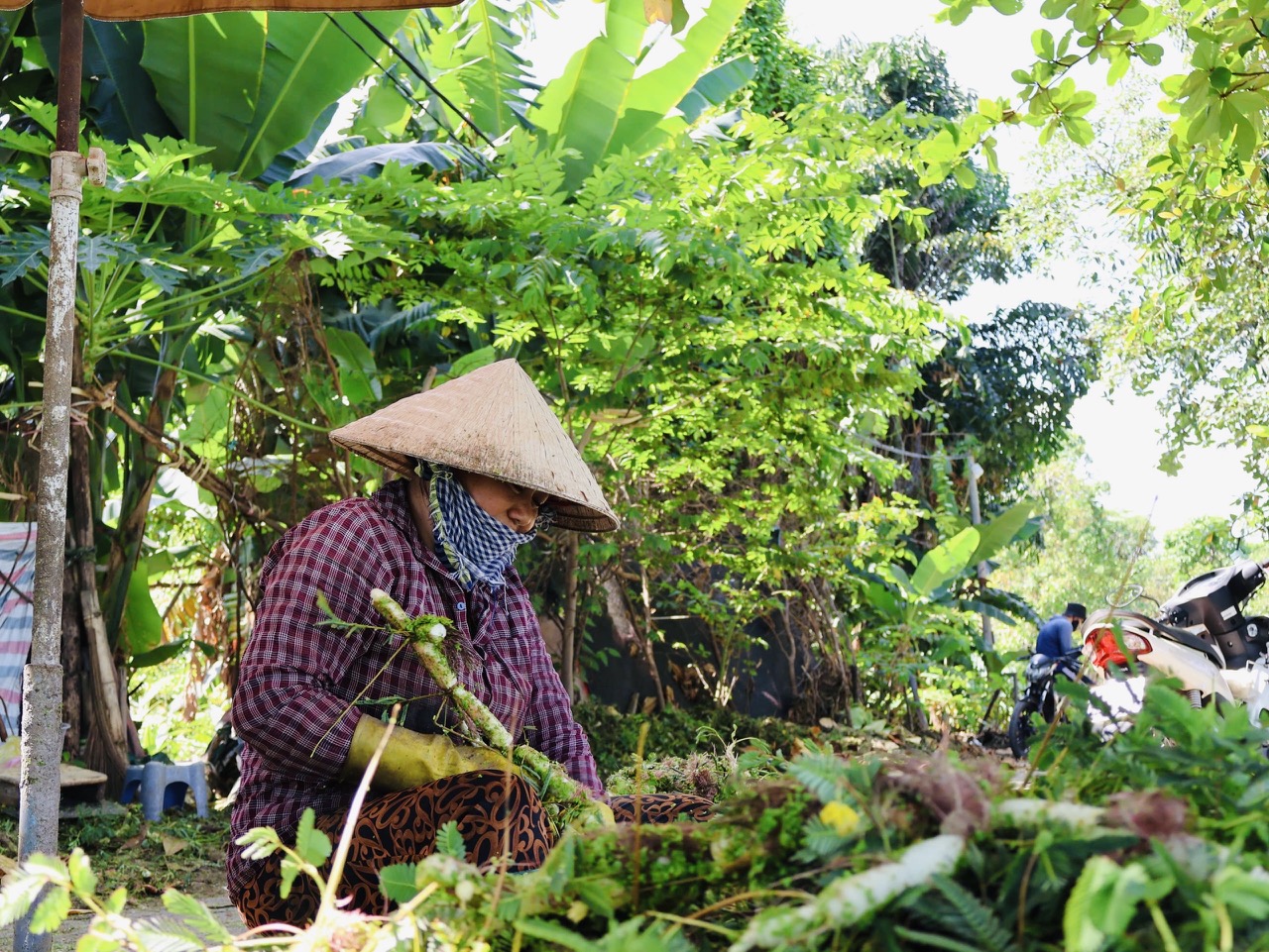 Nghề trồng rau nhút mang lại cuộc sống ổn định cho người dân