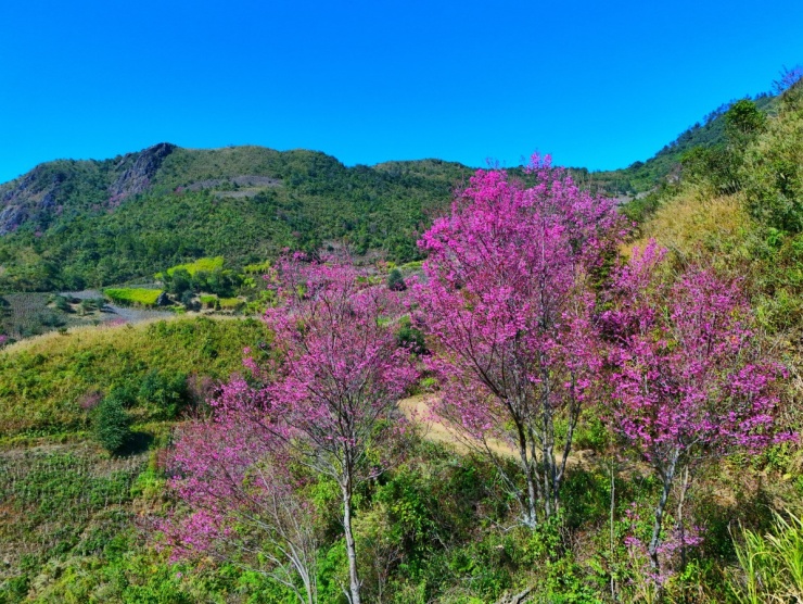 Hoa tớ dày nhuộm hồng Mù Cang Chải - 1