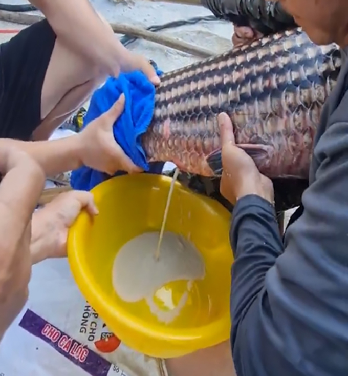 Các chuyên gia, nhà khoa học cho cá trà sóc cái đẻ trứng. Ảnh: TS Nhựt Long cung cấp