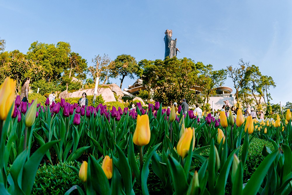 Hàng trăm ngàn bông hoa tulip nở rộ trên đỉnh bà Nà trong khuôn khổ Lễ hội hoa Tulip kéo dài hết tháng 2/2025