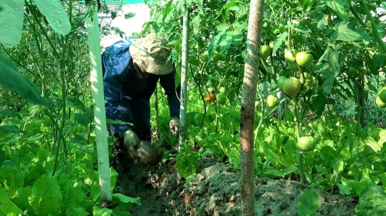 Vườn rau xanh tốt của bộ đội Công binh Việt Nam trên vùng đất khô cằn Abyei ảnh 4