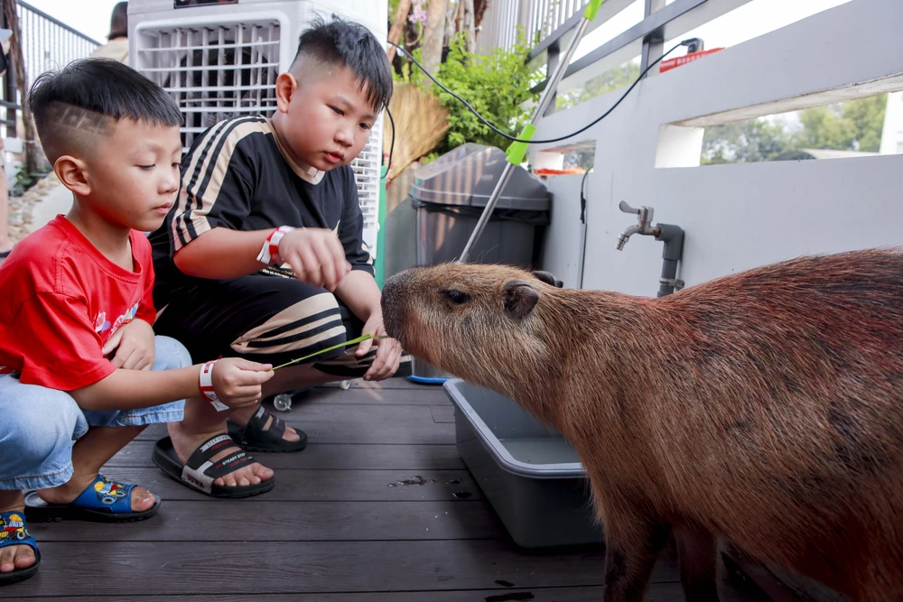 Quán cà phê có hai bé capybara, khách nhí phát cuồng