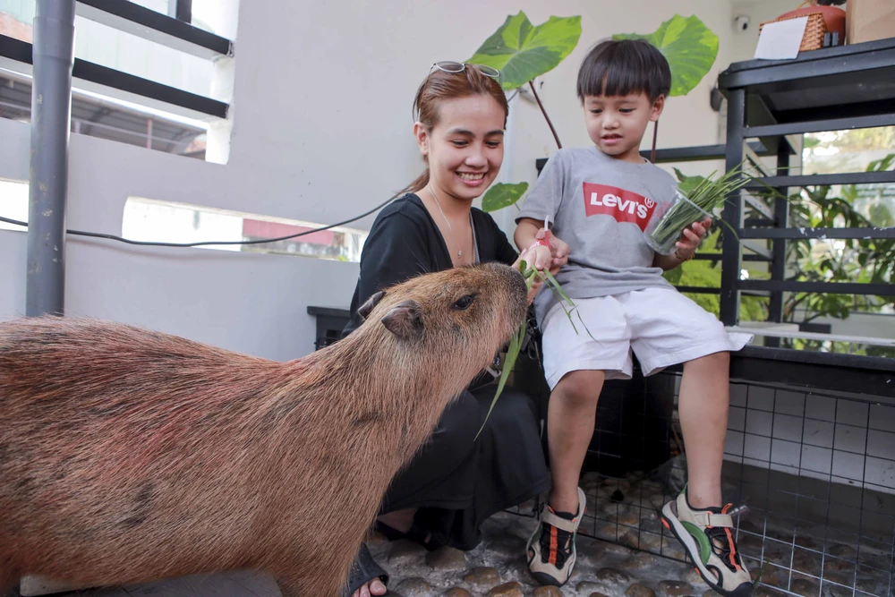 Quán cà phê có hai bé capybara, khách nhí phát cuồng