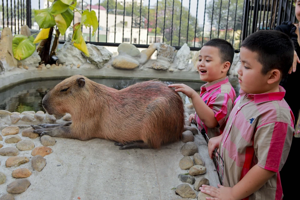 hai-be-capybara (19).jpg