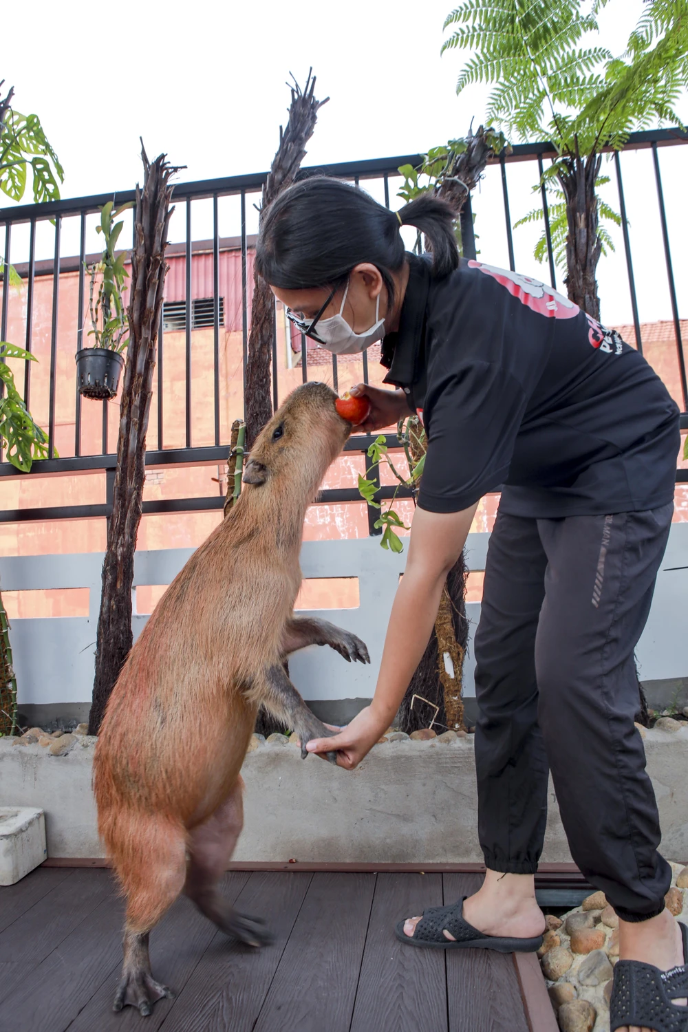 hai-be-capybara (15).jpg