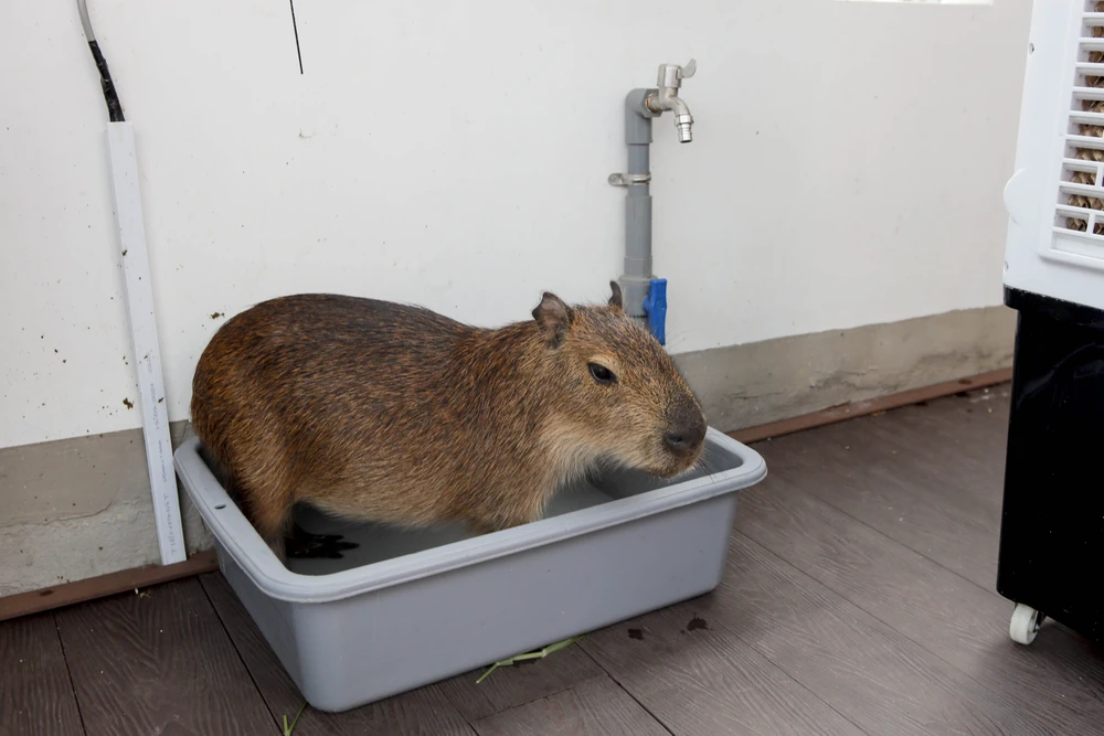 hai-be-capybara (20).jpg