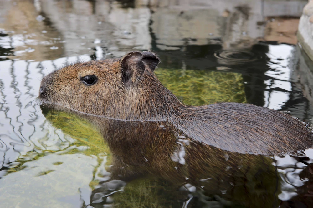 hai-be-capybara (9).jpg