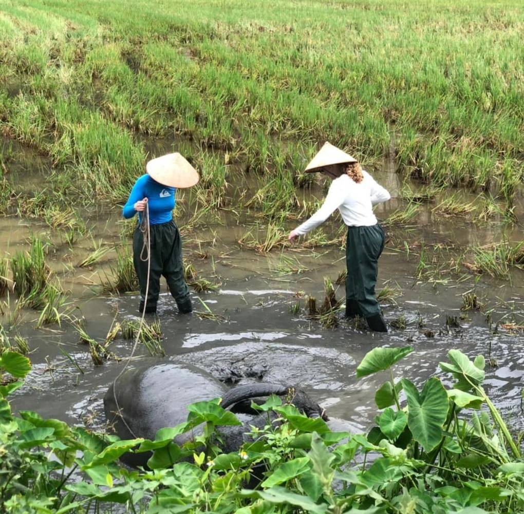 Khách Tây thích thú lội ruộng, massage cho trâu và úp nơm bắt cá ở Việt Nam - 3