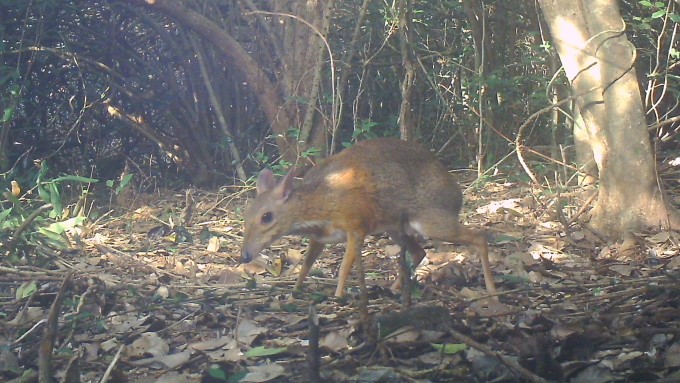 Cheo cheo lưng bạc (Tragulus versicolor) tại Vườn quốc gia Núi Chúa. Ảnh: Leibniz-IZW / Nui Chua NP / SIE