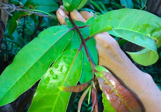 Lá thành ngành dùng để ăn là lá non hoặc hơi bánh tẻ, có thể ăn riêng hoặc kết hợp với nhiều món rau rừng khác