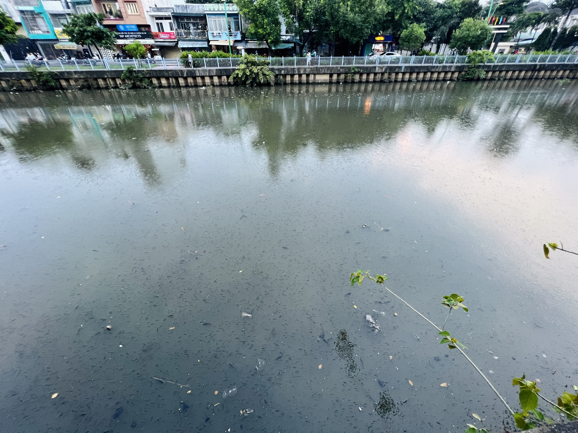 Cá to, cá nhỏ bơi khắp mặt kênh Nhiêu Lộc - Thị Nghè sau cơn mưa trái mùa - Ảnh 8.