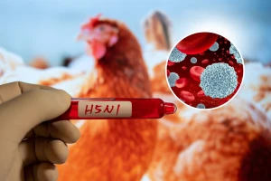 Chuyên gia y tế thúc giục Mỹ hành động sau ca tử vong đầu tiên do cúm gia cầm H5N1