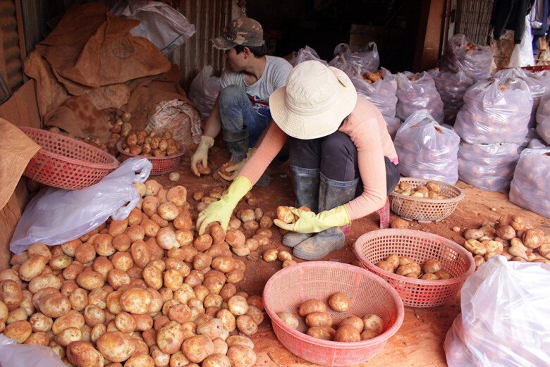 Khu chợ nông sản lớn nhất Đà Lạt: Chỉ toàn rau củ tại vườn tươi ngon, khách đến mua hàng thùng về làm quà - 3