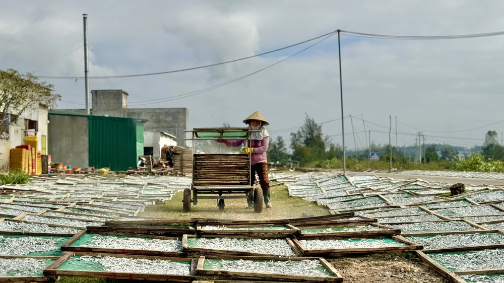 mua-phoi-ca-com-kho-o-quang-ngai-14.jpg