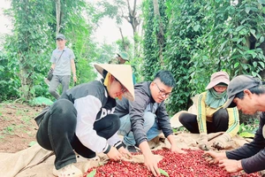 Chỉ dẫn địa lý Buôn Ma Thuột với cà phê Robusta có gì mới?