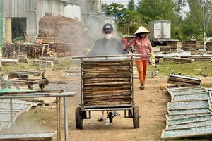 Nhộn nhịp mùa phơi cá cơm khô ở Quảng Ngãi