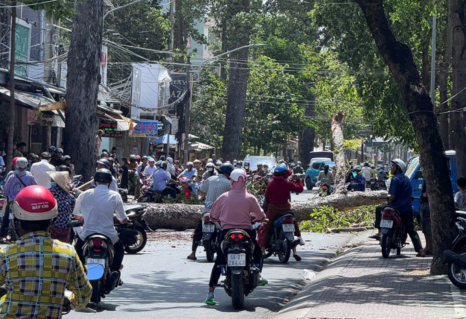 Cây đầu gãy đổ xuống đường Nguyễn Thị Minh Khai chiều 24/2 gây ùn tắc giao thông cục bộ. Ảnh: Tiến Thanh