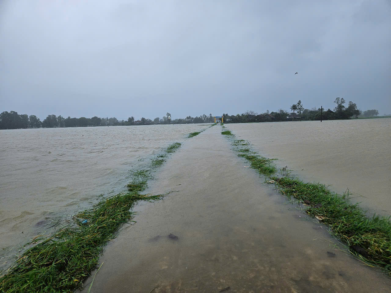 Hơn 1.500 ha lúa, hoa màu ở Phú Yên bị hư hại do mưa lũ bất thường - Ảnh 4.