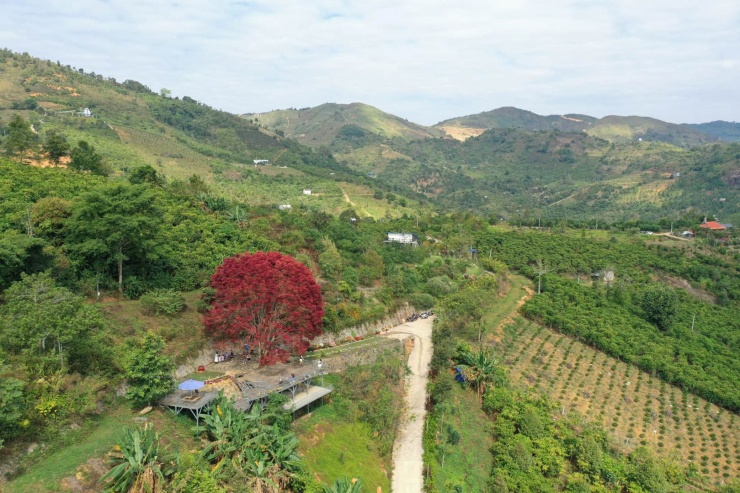 Lá cây đỏ rực, nổi bật giữa khu đất đồi xanh mướt. Ảnh: Nguyễn Thị Hồng Tâm 