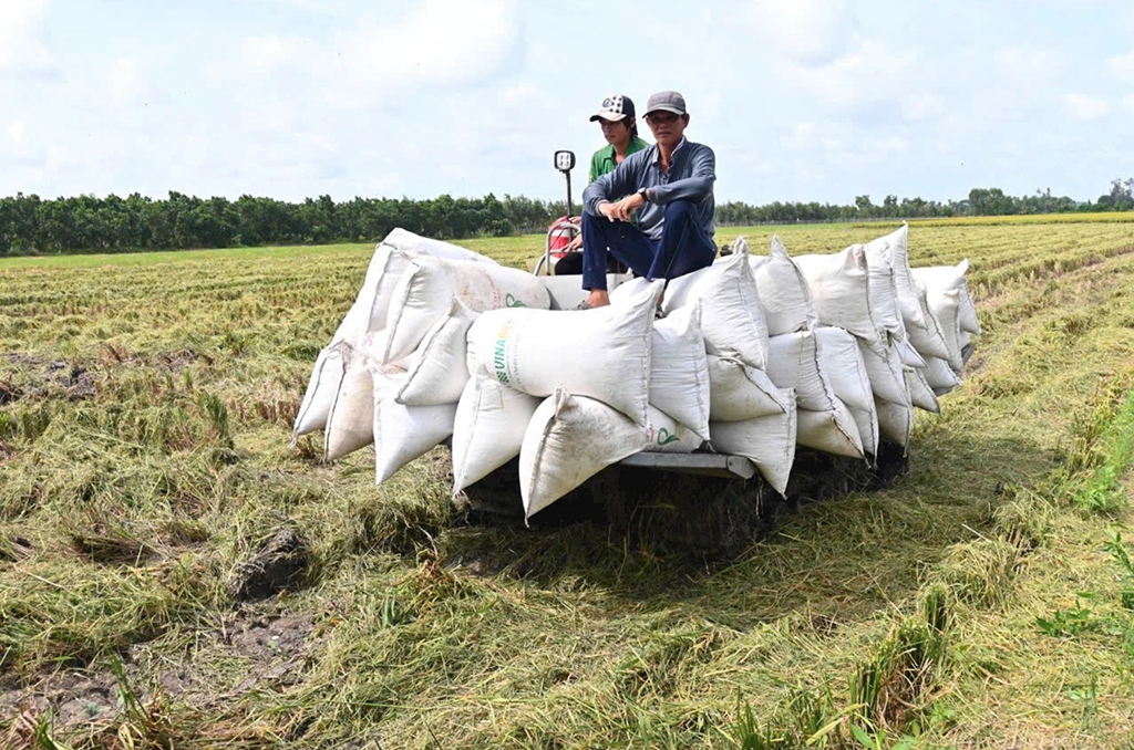 Giá gạo Việt xuống thấp nhất thế giới, làm gì để bình ổn?- Ảnh 2.