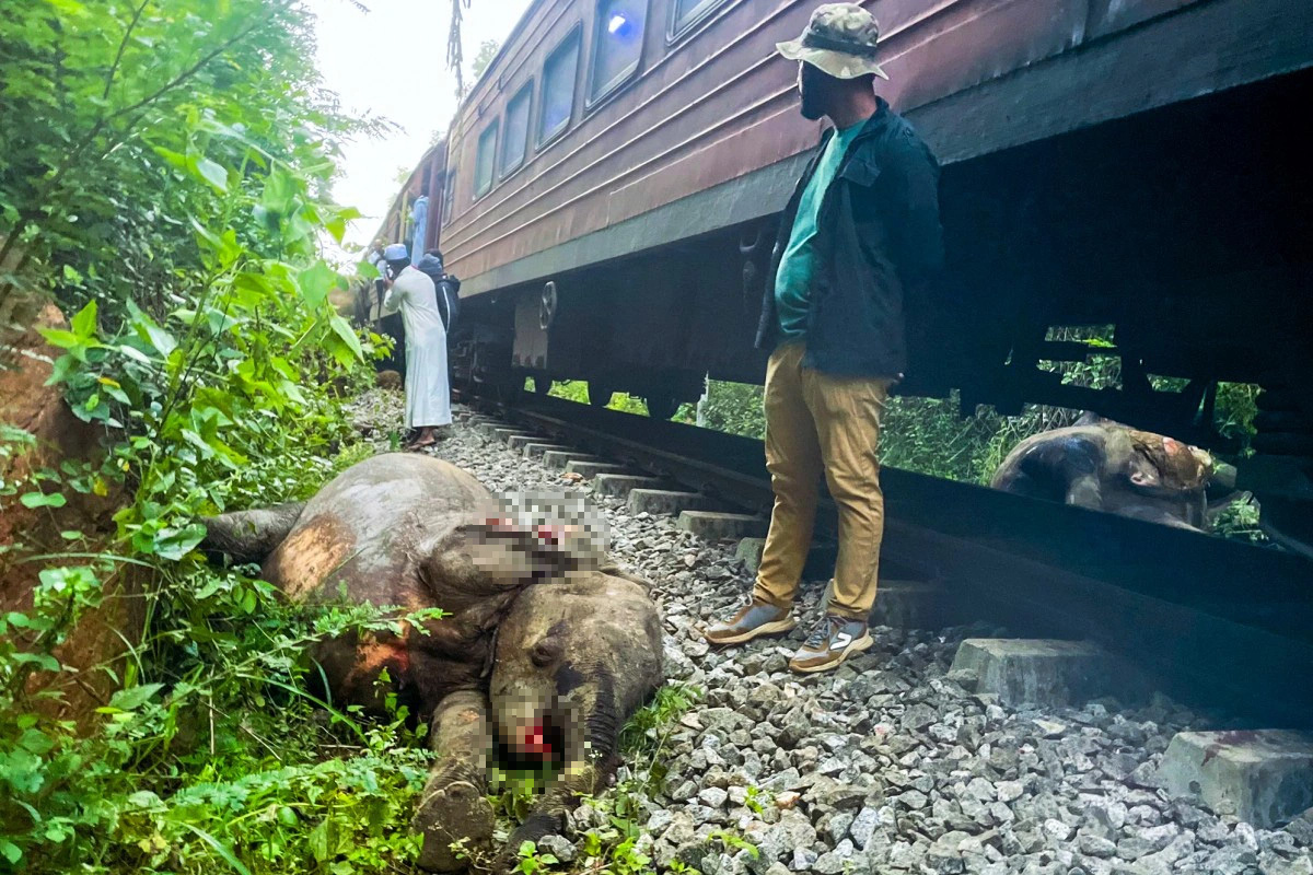 Tàu hỏa Sri Lanka trật bánh sau khi đâm trúng voi, sáu con voi thiệt mạng - Ảnh 2.