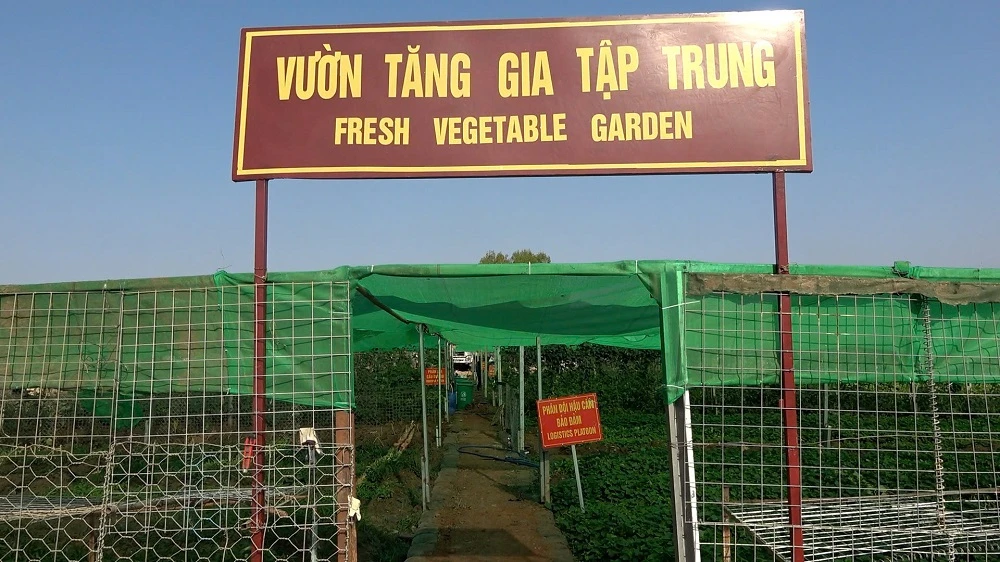 vườn rau xanh tốt,