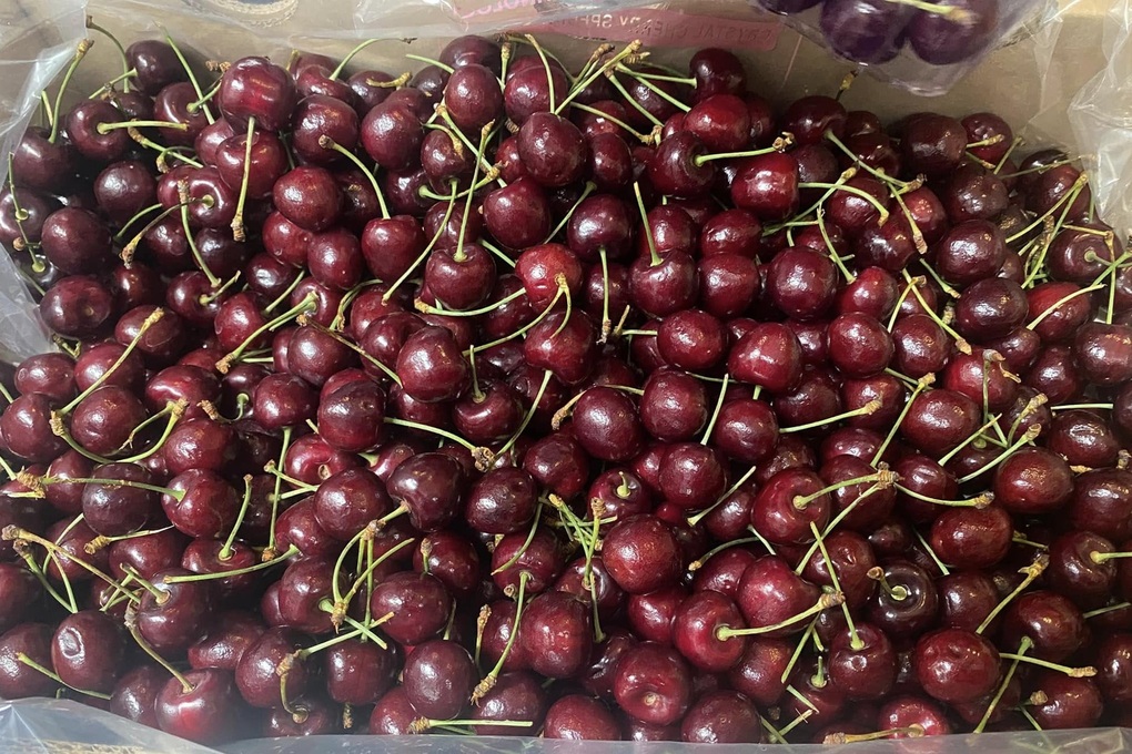 Cherry Chile được rao bán giá rẻ, chỉ hơn 100.000 đồng/kg - 1