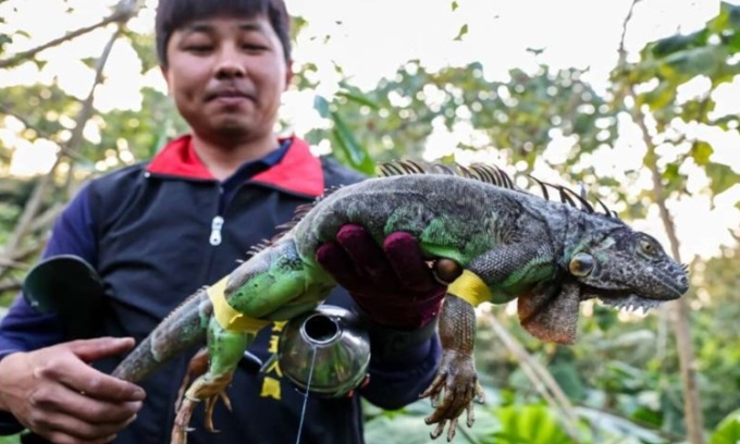 Một con cự đà bị thợ săn bắt gọn. Ảnh: AFP